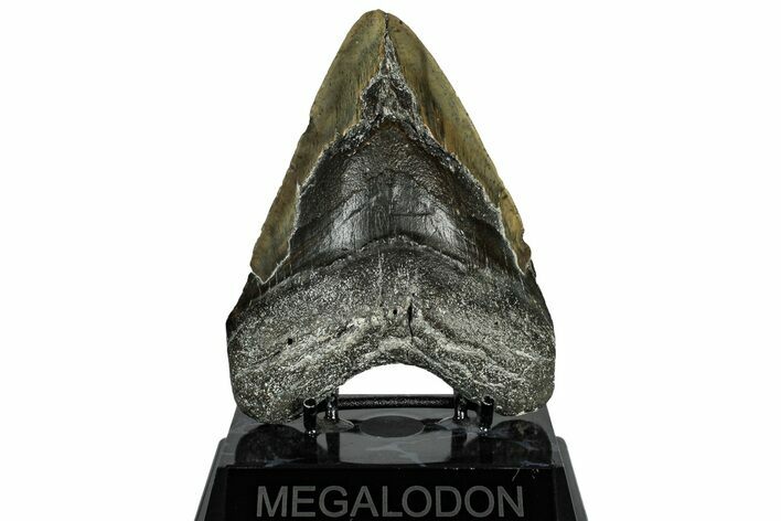 Bargain, Fossil Megalodon Tooth - Serrated Blade #309463